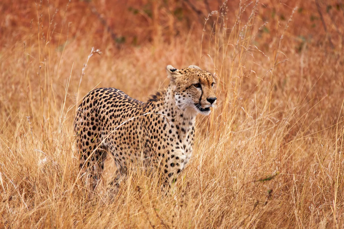 Cheetah on the hunt