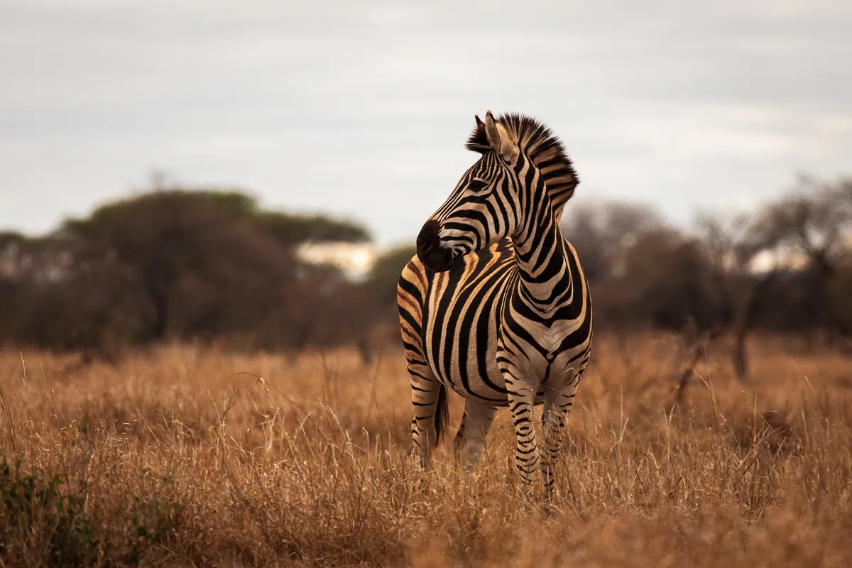 Male Zebra